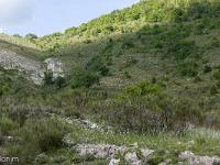 Paysages Ht Provence - Ht Alpes - Var - BDR  Un troupeau paït paisiblement