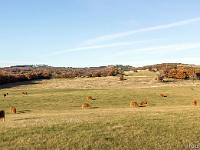 Sur le plateau d'Albion  Paysages du plateau d'Albion - Vaches paissant dans un près