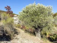 Sisteron - Des Houlettes à Pierre Avon  Devant les ruines des Eygatières, un superbe olivier
