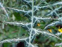 Port-de Bouc - Carro 03/2026  Carro - Feuille de chardon