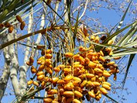 Port-de Bouc - Carro 03/2026  Port-de-Bouc - Dattier Cours Landrivon ...