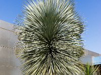 Port-de Bouc - Carro 03/2026  Port-de-Bouc - Arbre curieux et magnifique Quai de la Liberté ...