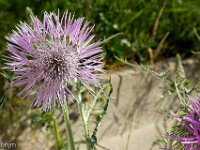 Port-de Bouc - Carro 03/2026  Port-de-Bouc - Centaurée sur un talus ...