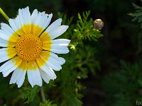 Port-de Bouc - Carro 03/2026  Port-de-Bouc - Marguerite sur un talus ...