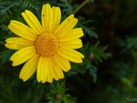 Port-de Bouc - Carro 03/2026  Port-de-Bouc - Marguerite sur un talus ...