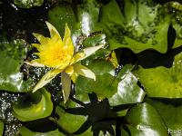 Salagon  Fleur de nénuphard ...