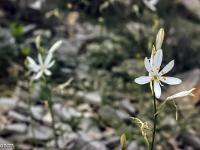 Printemps 2017  Phalangère à fleurs de lis 2/2 - Famille des Asparagaceae