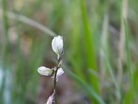 fleurs-blanches-2  Petite fleur blanche (environ 8cm de haut) 2/2