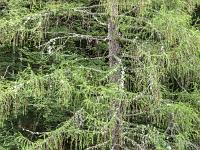 A l'Est de Saint Symphorien  Mélèze envahi de lichens