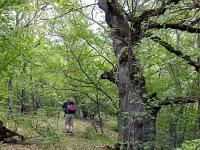 A l'Est de Saint Symphorien  Nous cheminons dans une forêt composé majoritairement de chênes, hêtre et érables