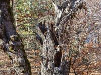 Bois de Gourras - Grand Adroit  Arbre mort dans le bois de Gourras