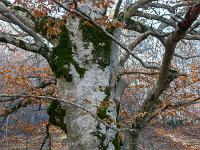 Bois de Gourras - Grand Adroit  Un autre spéciment remarquable ! ...
