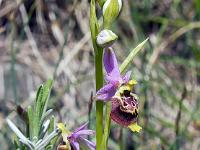 Boucle Esparron-la-Bâtie via le lac des Monges  Ophrys