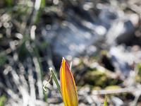 Pic et crête de Saint Cyr  Tulipe sauvage