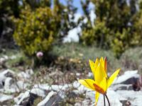 Pic et crête de Saint Cyr  Tulipe sauvage