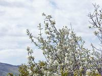 Pic et crête de Saint Cyr  Amélanchier en fleurs
