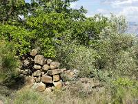 Restanques et enclos  La végétation à repris ses droits, mais quelques oliviers sont toujours présents