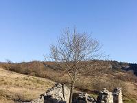 Entre Sisteron et le Col de Mézien  Ruine qui héberge aujourd'huui un arbre