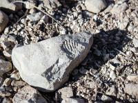 Chemin d'Aubard  Fossile sur une petite pierre