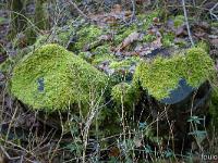Sisteron Collet  Lichens sur des souches 1/2
