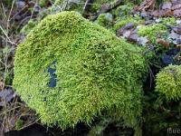 Sisteron Collet  Lichens sur des souches 2/2