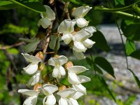 Sisteron 13/05/26  Fleur d'accacia ...