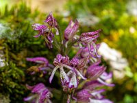 Sisteron 13/05/26  Orchis ...