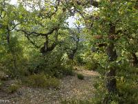 Sisteron - Le Collet  Bois de chênes pubescents