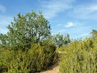 Sisteron - Le Collet  Nous cheminons désormais dans une sorte de lande de buis et de chênes clairsemés