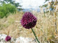 Collet - Champ Brancou - Flore  Ail rond 1/3 ...