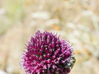 Collet - Champ Brancou - Flore  Ail rond 2/3 ...