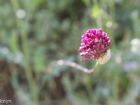 Collet - Champ Brancou - Flore  Ail rond 3/3 ...