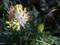 Collet - Champ Brancou - Flore  Anthallide vulnéraire ...