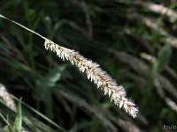 Collet - Champ Brancou - Flore  Bistorte ...