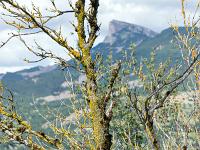 Collet - Champ Brancou - Flore  Malheureusement, sur le plateau du Collet, les buis ont été totalement anéantis par la Pyrale du buis, papillon introduit accidentellement en Europe dans les années 2000 via des végétaux importés d'Asie. Vive la mondailisation !