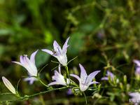 Collet - Champ Brancou - Flore  Campanule étalée ...