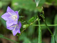 Collet - Champ Brancou - Flore  Campanule ...