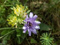 Collet - Champ Brancou - Flore  Catananche bleue ...