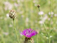 Collet - Champ Brancou - Flore  Centaurée des bois 1/3 ...