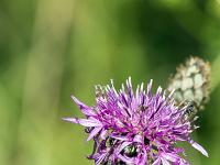 Collet - Champ Brancou - Flore  Centaurée des bois 2/3 ...