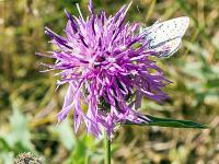 Collet - Champ Brancou - Flore  Centaurée des bois 3/3 ...