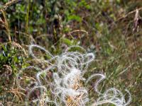Collet - Champ Brancou - Flore  Cheveux d'ange (stripe à tige laineuse) 1/2 ...