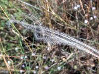 Collet - Champ Brancou - Flore  Cheveux d'ange (stripe à tige laineuse) 2/2 ...