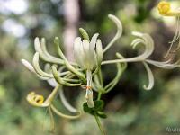 Collet - Champ Brancou - Flore  Chévrefeuille étrusque ...