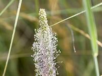 Collet - Champ Brancou - Flore  Plantain intermédiaire (fleur) ...