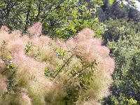 Collet - Champ Brancou - Flore  Fustet (arbre à pérruque) 1/2 ...