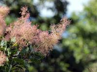 Collet - Champ Brancou - Flore  Fustet (arbre à pérruque) 2/2 ...