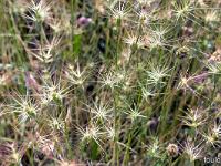 Collet - Champ Brancou - Flore  Graminées (non identifiées) ...