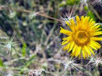 Collet - Champ Brancou - Flore  Inule des Montagnes 1/2 ...