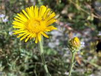 Collet - Champ Brancou - Flore  Inule des Montagnes 2/2 ...